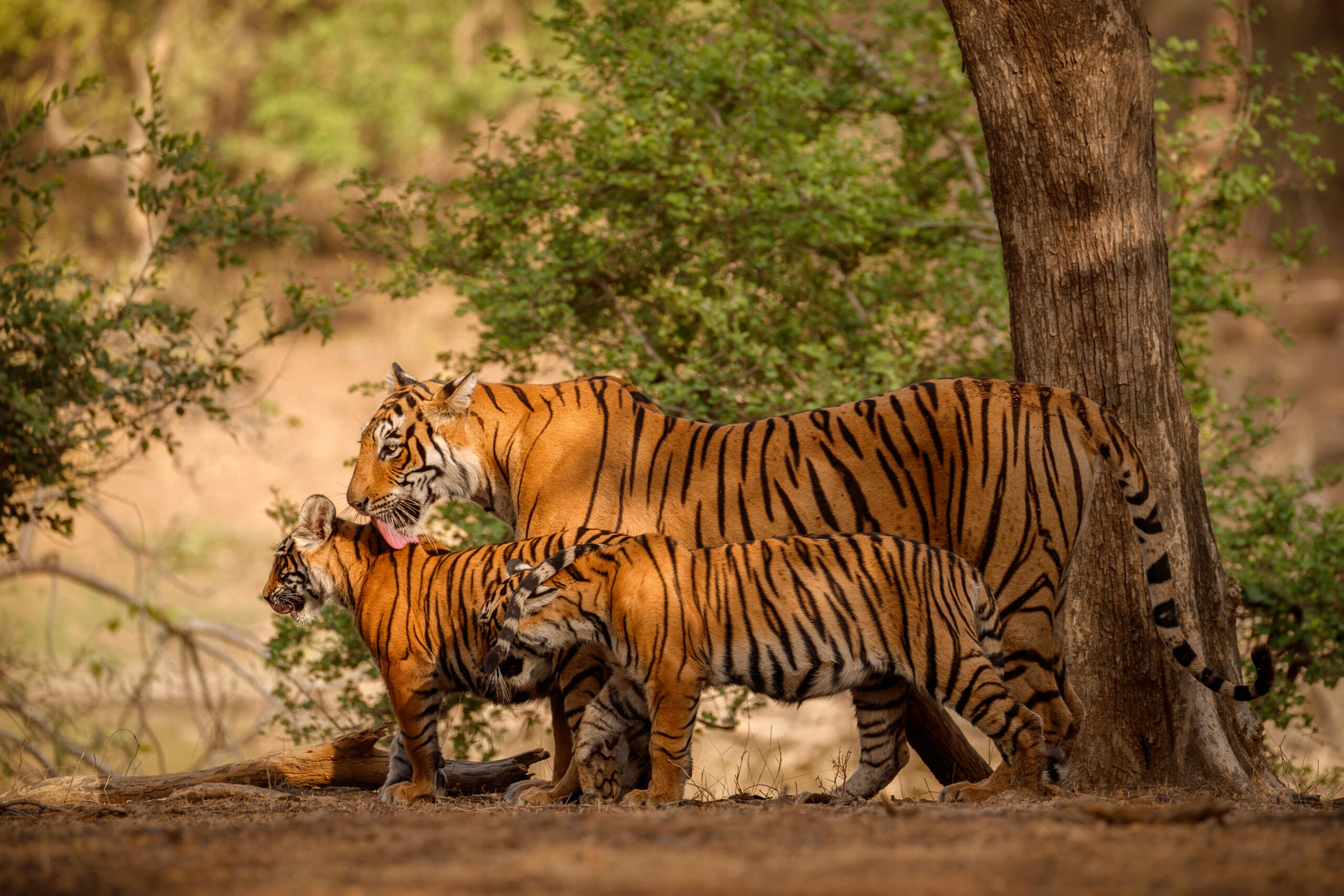 Jim-corbet, India