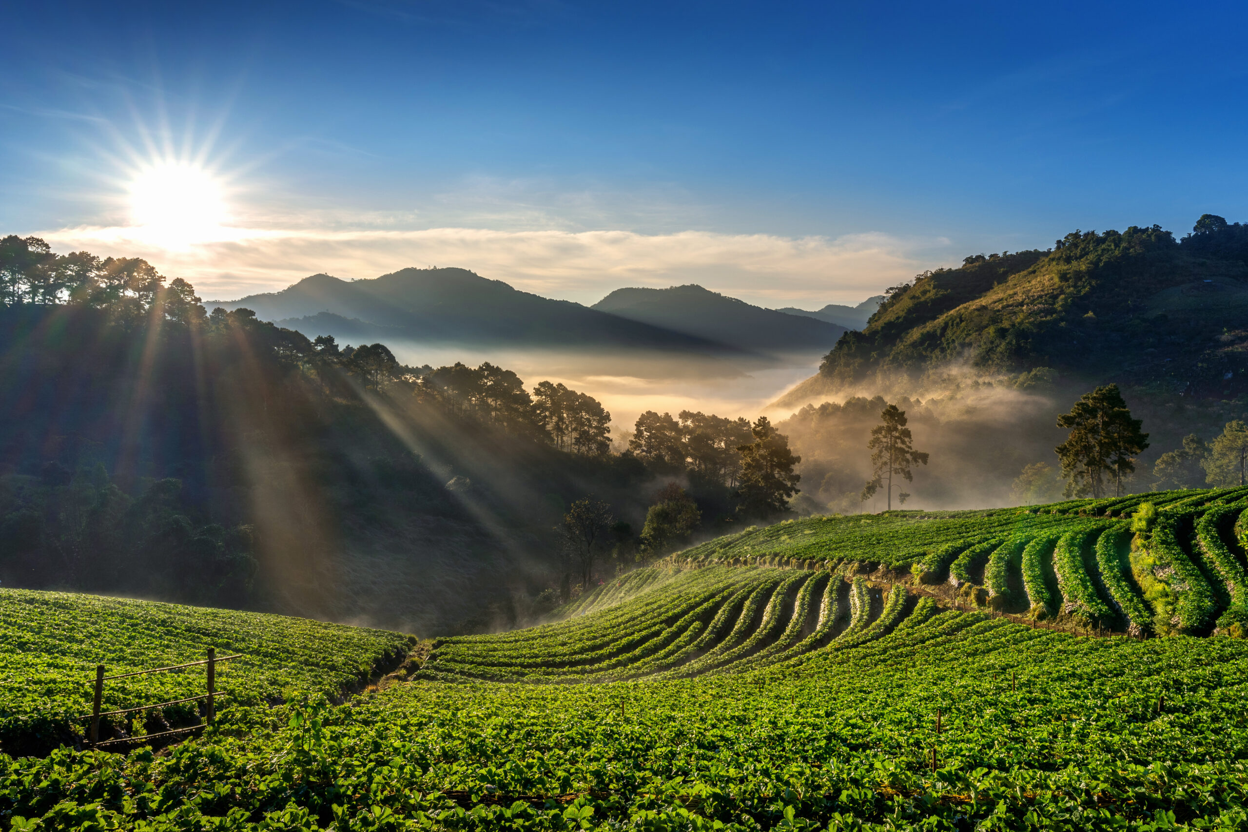 Munnar, India