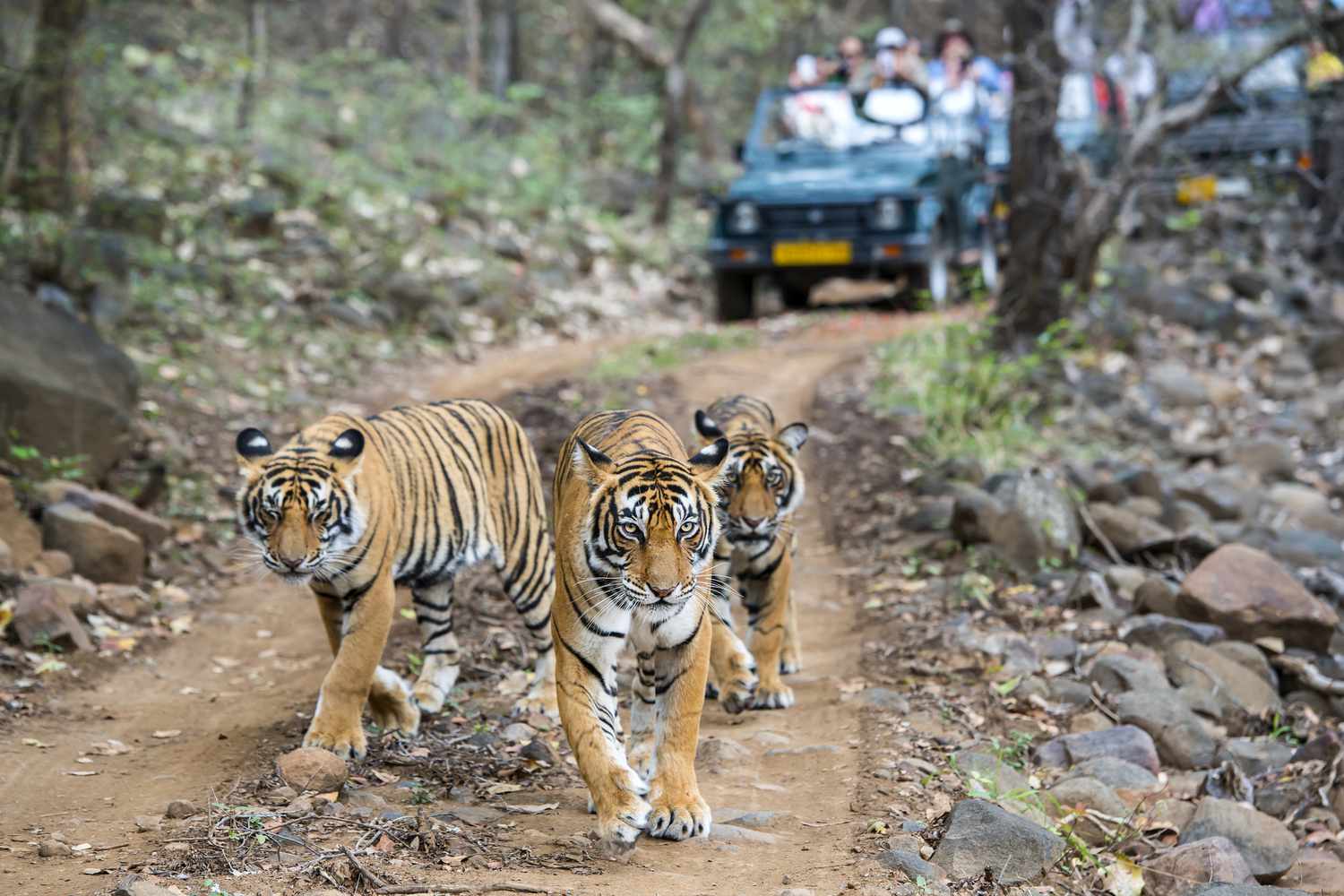 Ranthambore, India