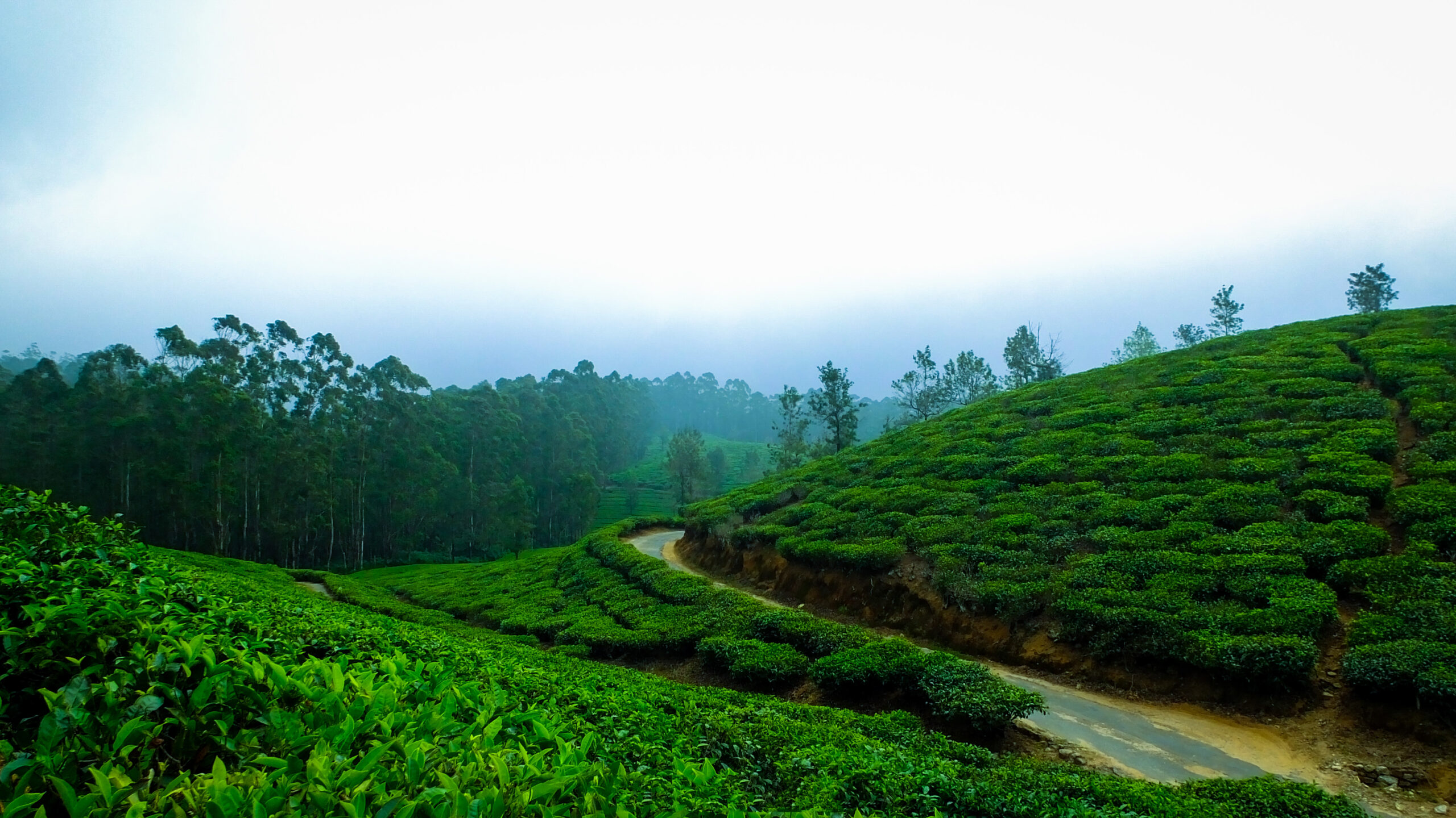 Thekkady, India